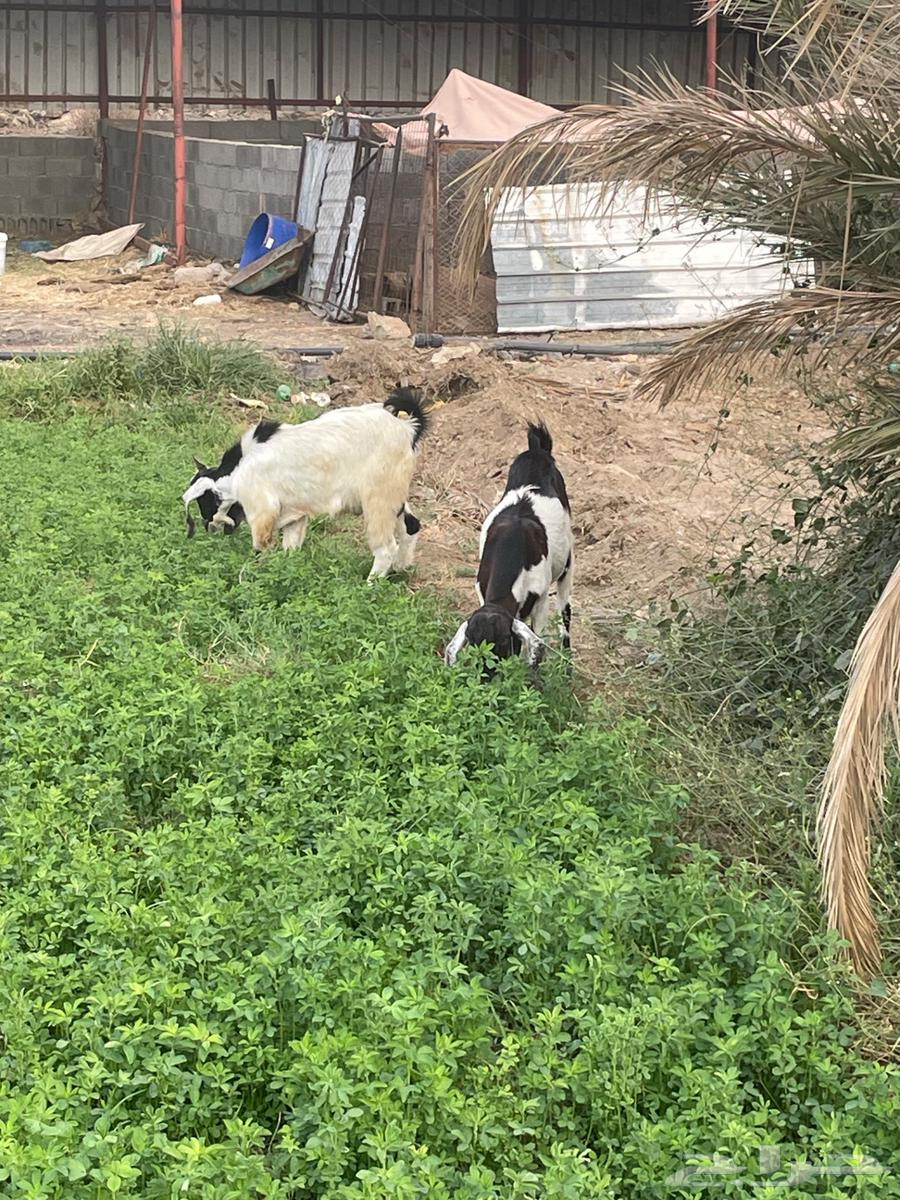 Goats for sale63935402952577113