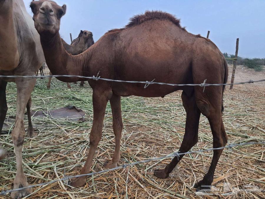Red coastal sitting goat63938134441347110