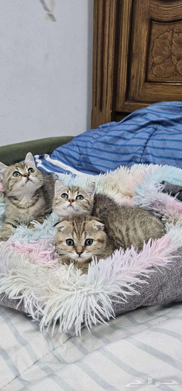 كيتن سكوتش فولد بيور بسعر مغري63967978844289113