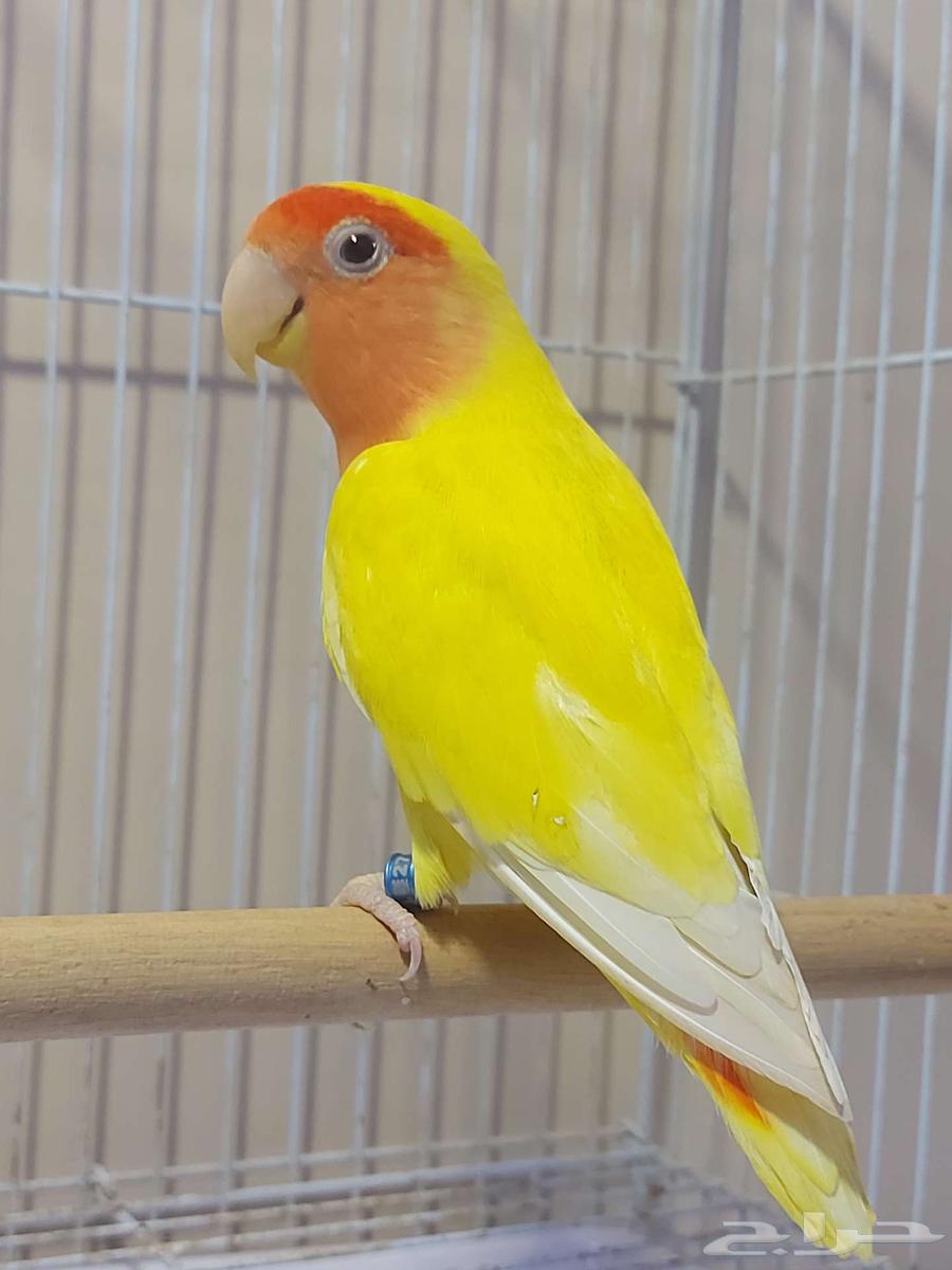 Male Ros Latino Red Face63949058052483110