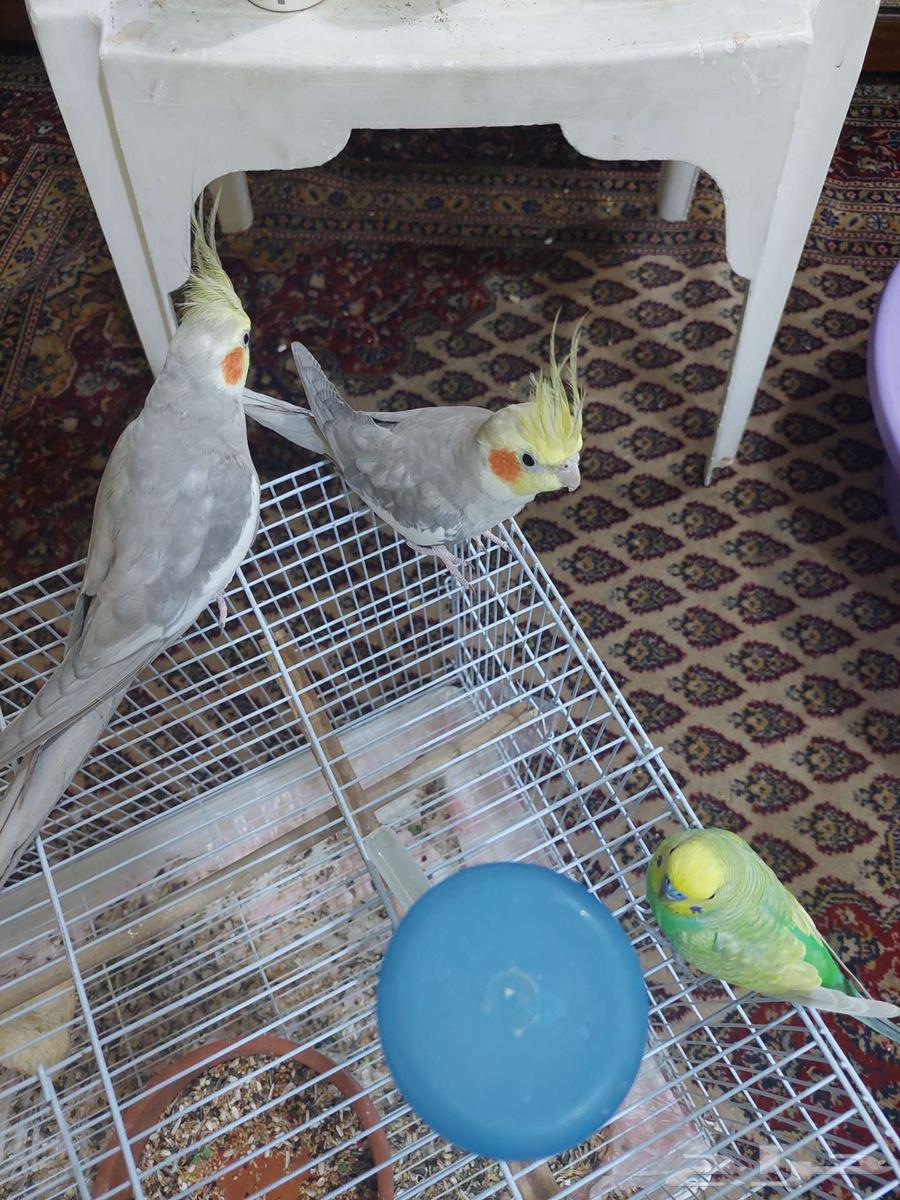 زوج كروان للبيع64010885434114110