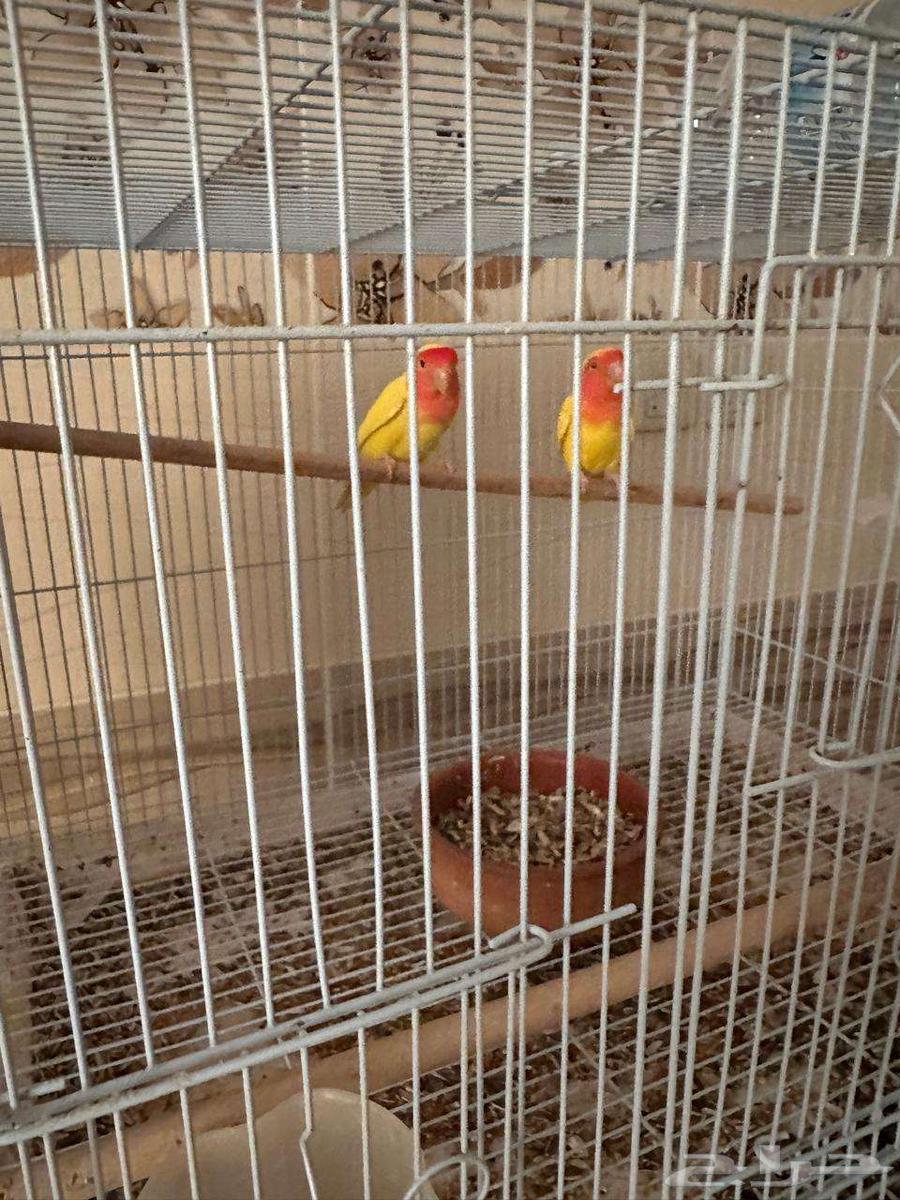 Rose Pair for Sale, Tame and Domesticated64062459888899111