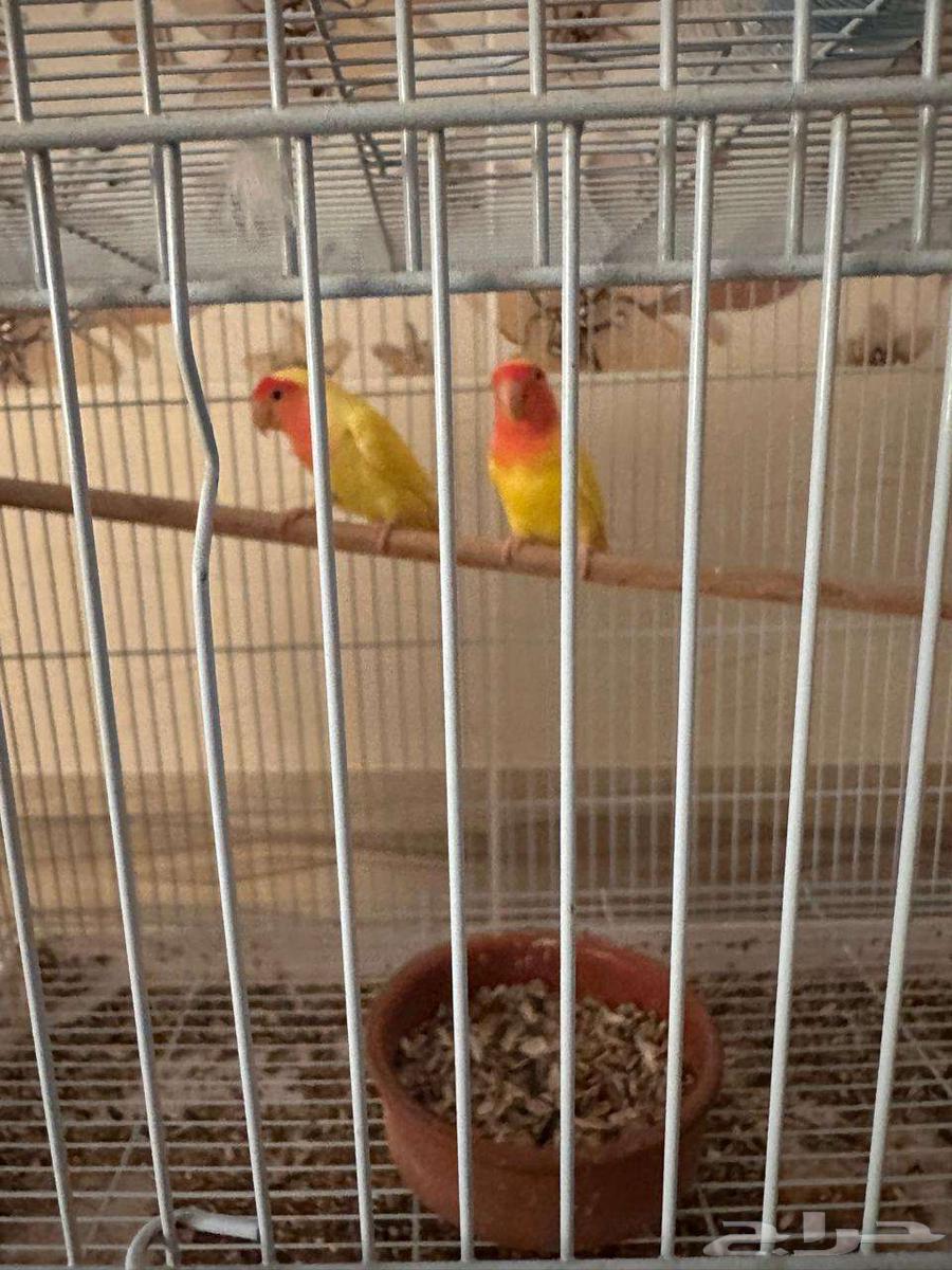 Rose Pair for Sale, Tame and Domesticated64062459888899110