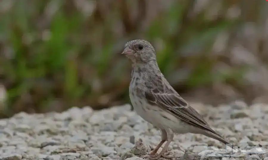 (Male Jasmine Singing) Sold, may God bless the owner with blessings as numerous as its feathers63768127361025110