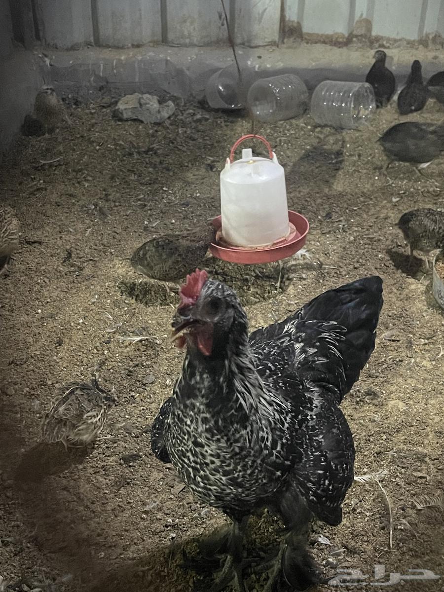 Brahma Chicken63655615053443110