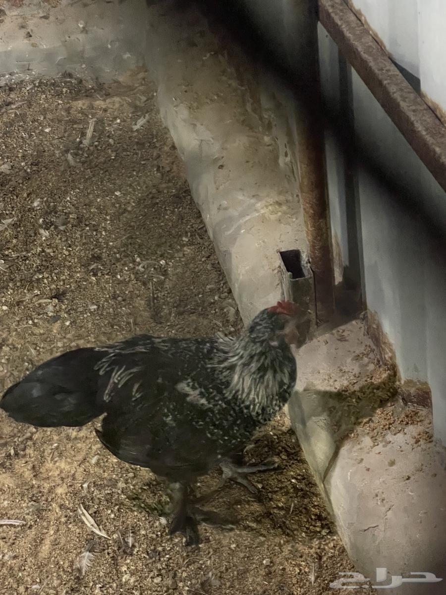 Brahma Chicken63655615053443112