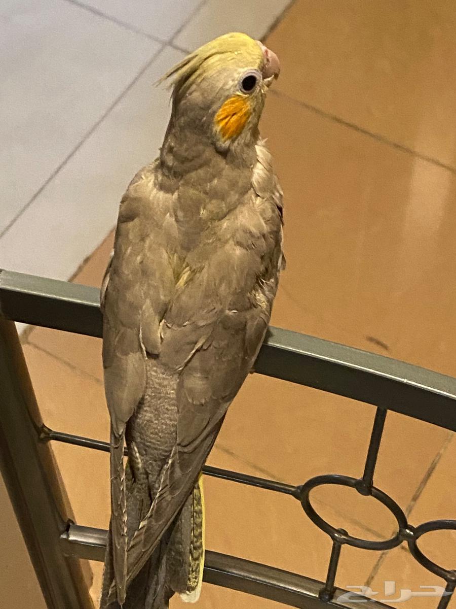Crowan Chickens64052420332674110