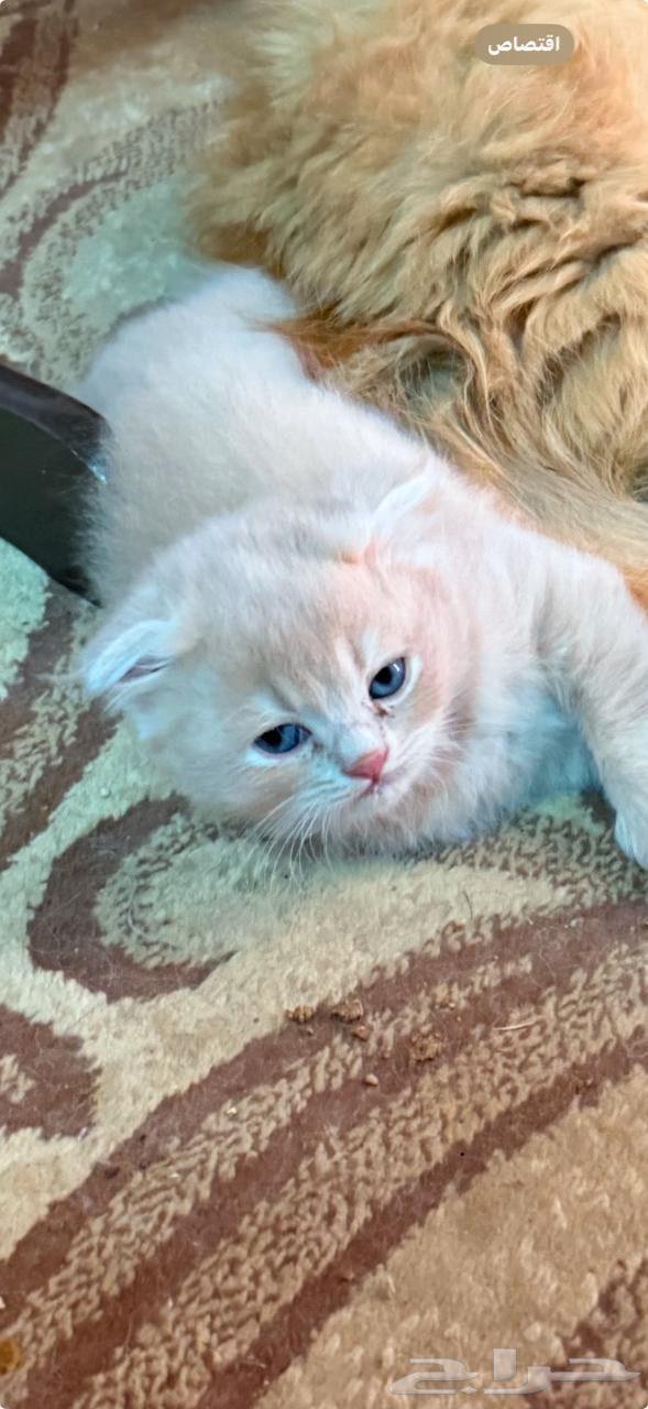 Scottish Fold Cat for Sale, Well-Trained and Clean, Comes with Passport64096644477825113