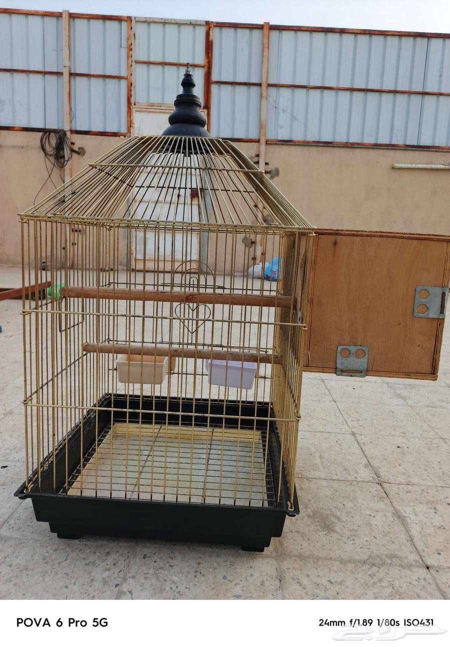 Golden cage with white color64062016600449111