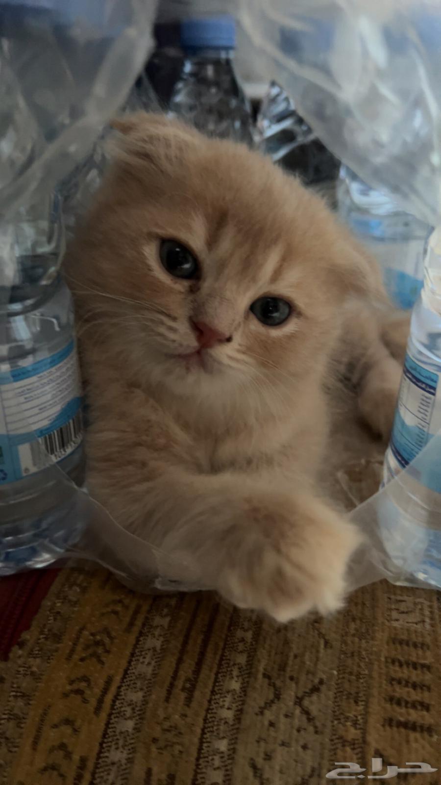 Scottish Fold Cat for Sale, Well-Trained and Clean, Comes with Passport64096644477825110
