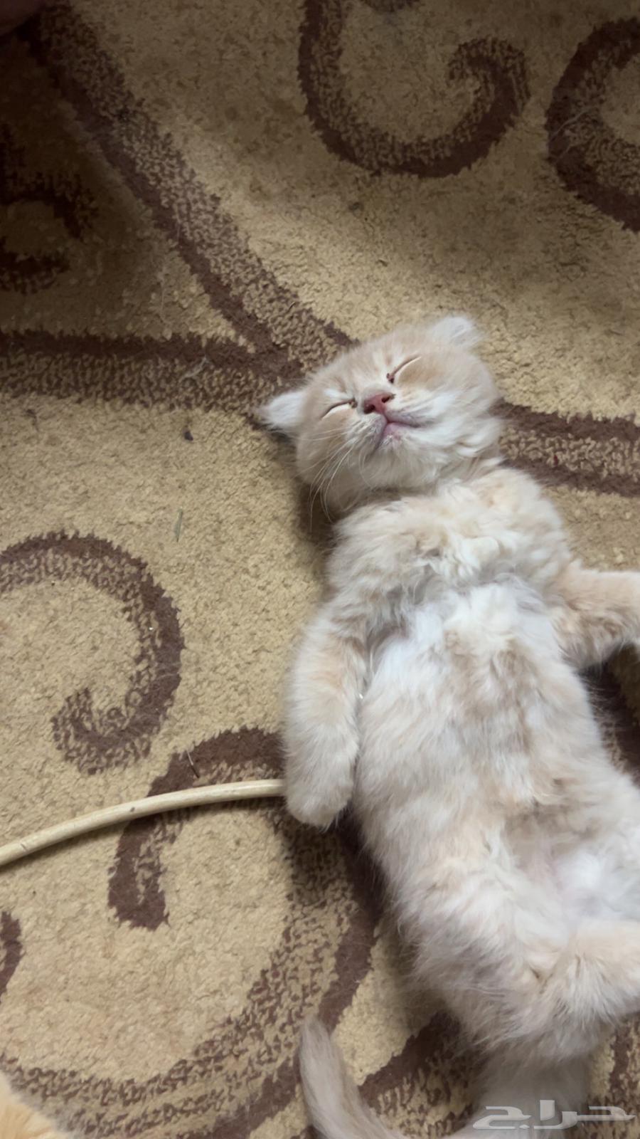 Scottish Fold Cat for Sale, Well-Trained and Clean, Comes with Passport64096644477825114