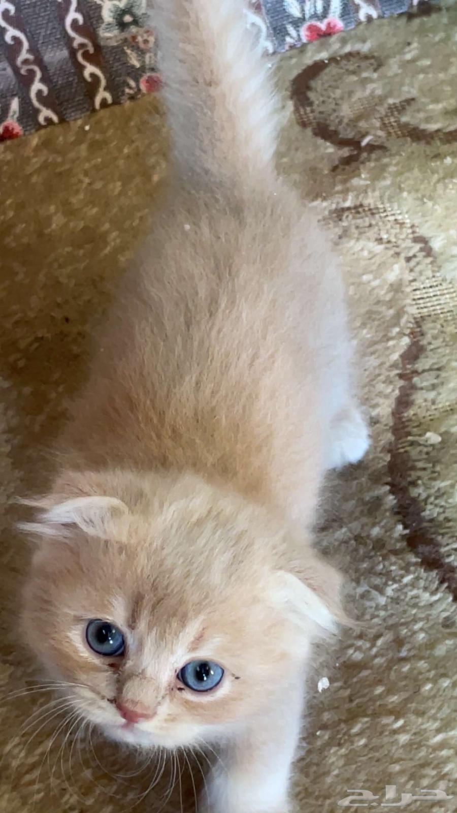 Scottish Fold Cat for Sale, Well-Trained and Clean, Comes with Passport64096644477825111