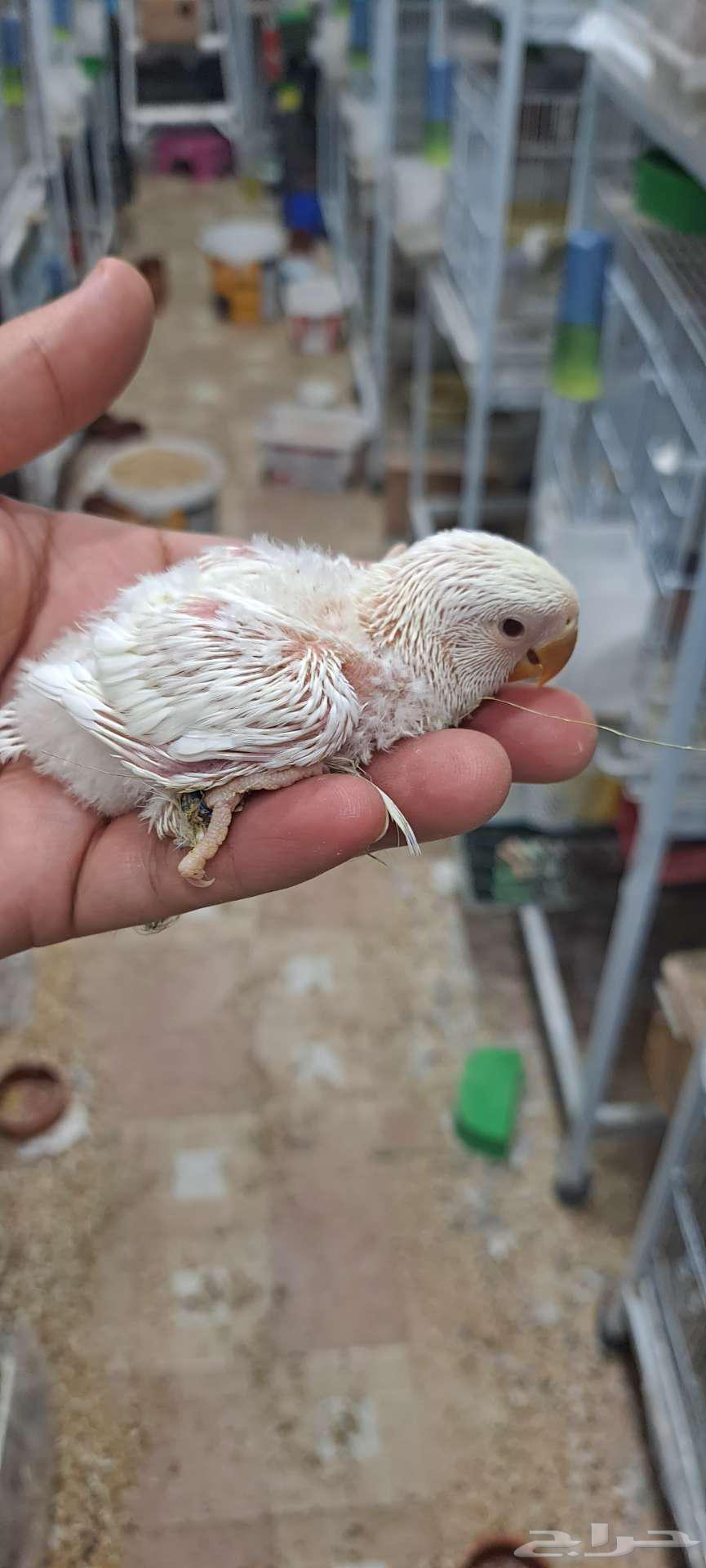 Poultry Rojo Pino with red eyes, luxurious size and level64096912159491110