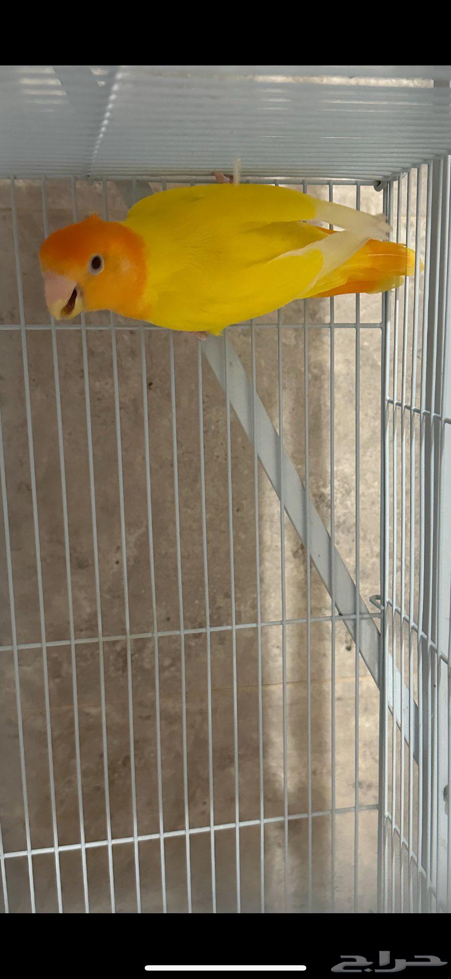 Orange rooster for sale in Al-Ahsa, ready.64096915440899111