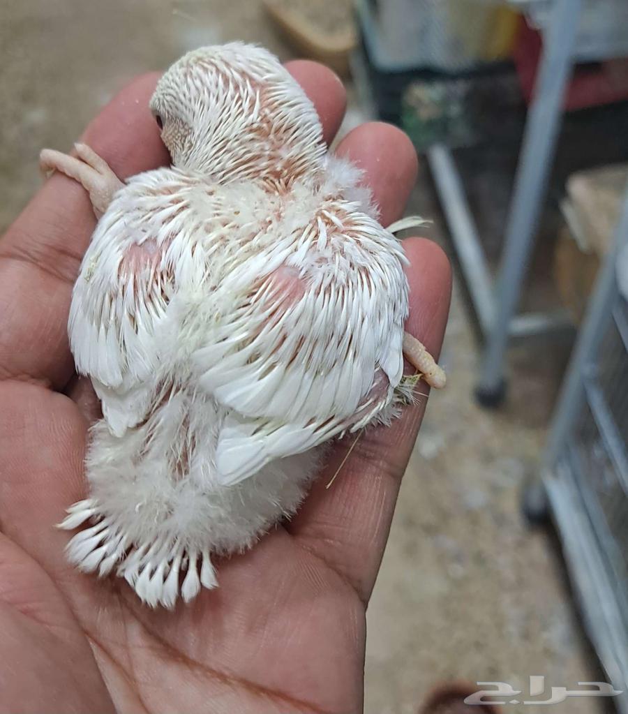 Poultry Rojo Pino with red eyes, luxurious size and level64096912159491112