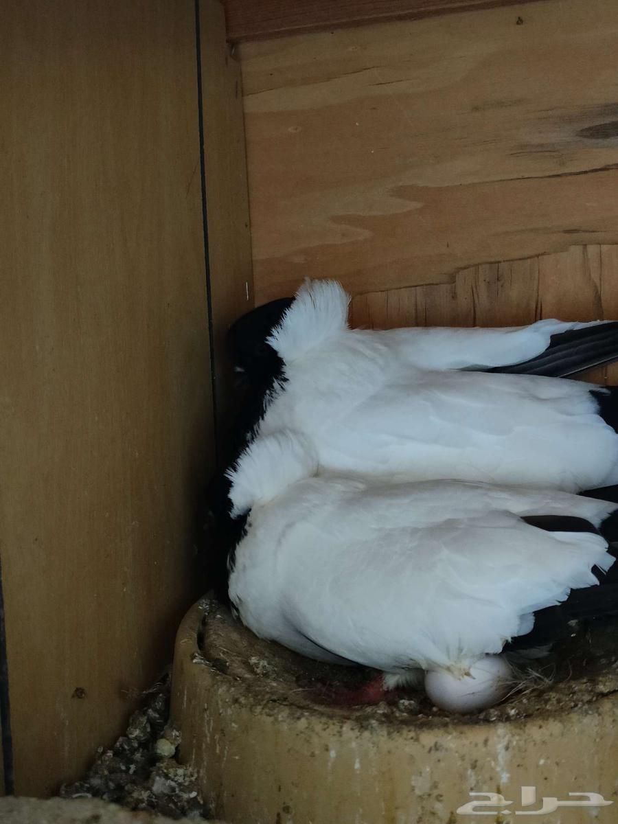 زوج سوداني فخم حمام64096917955713113