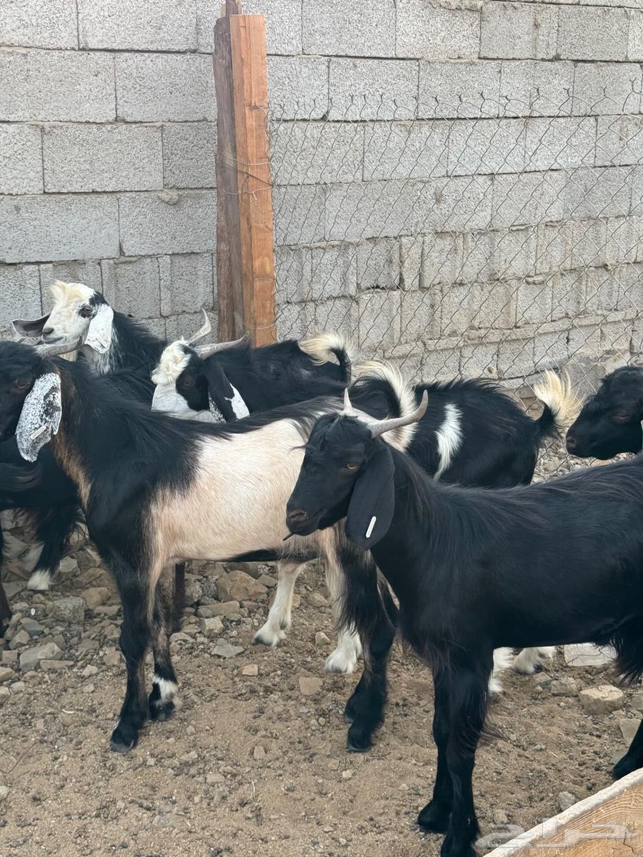 تيوس سودانيه شبيه العوارض64096920734339114