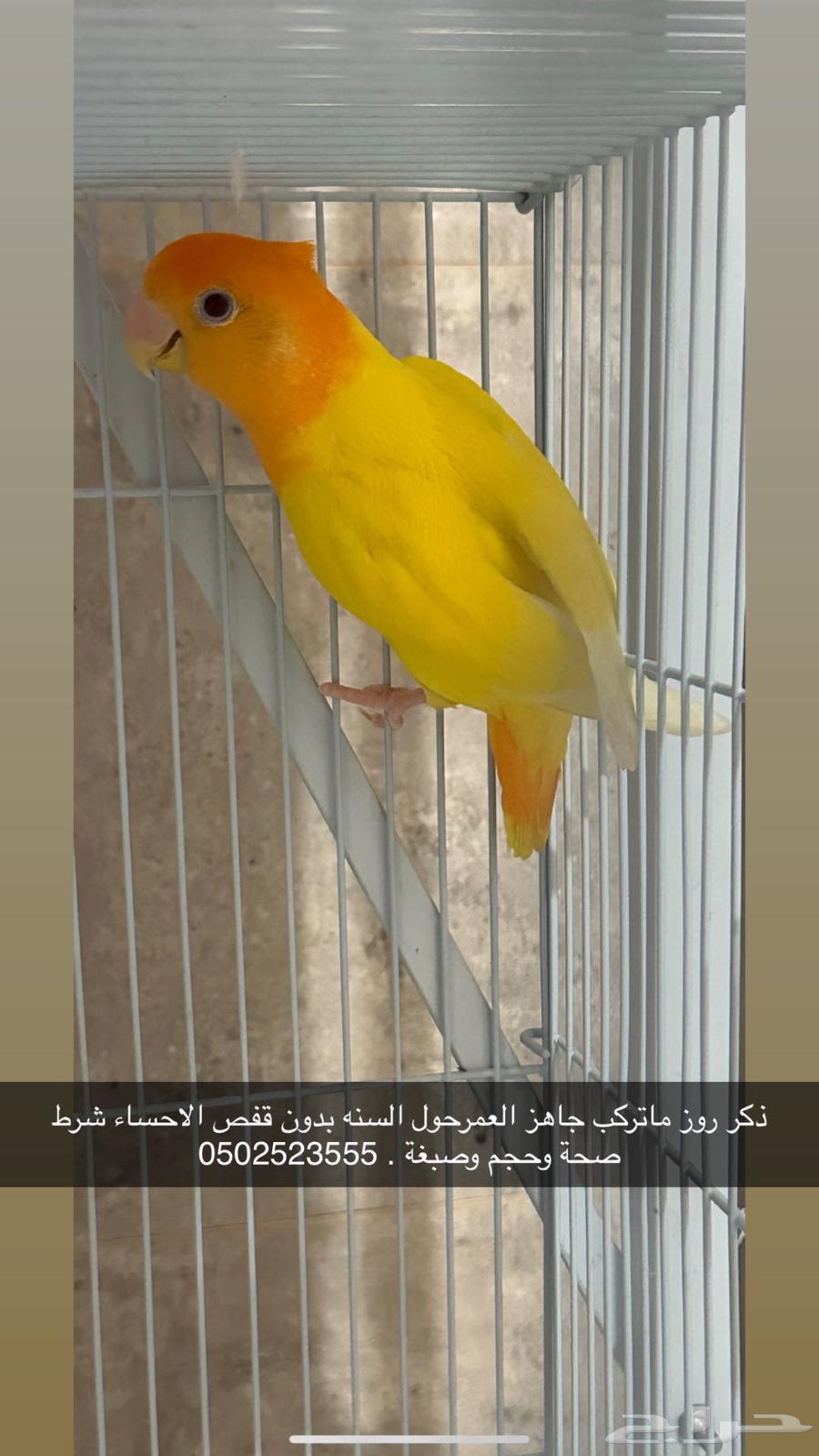 Orange rooster for sale in Al-Ahsa, ready.64096915440899110