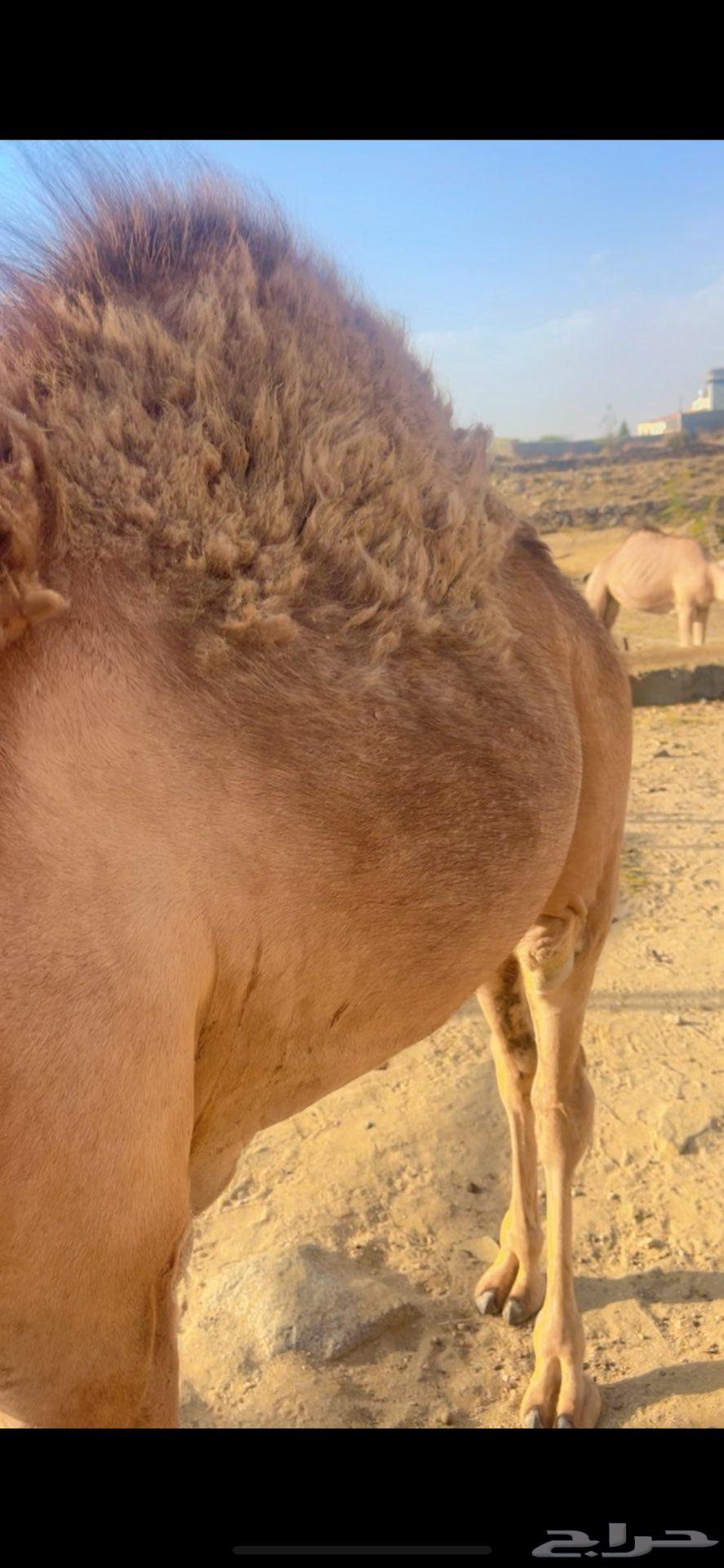Seating and young female camel for sale64110390452737111