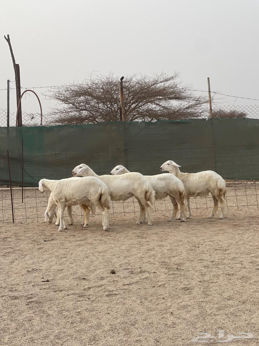 Excellent quality falcons, a great opportunity for hunters and very clean64101240054786113