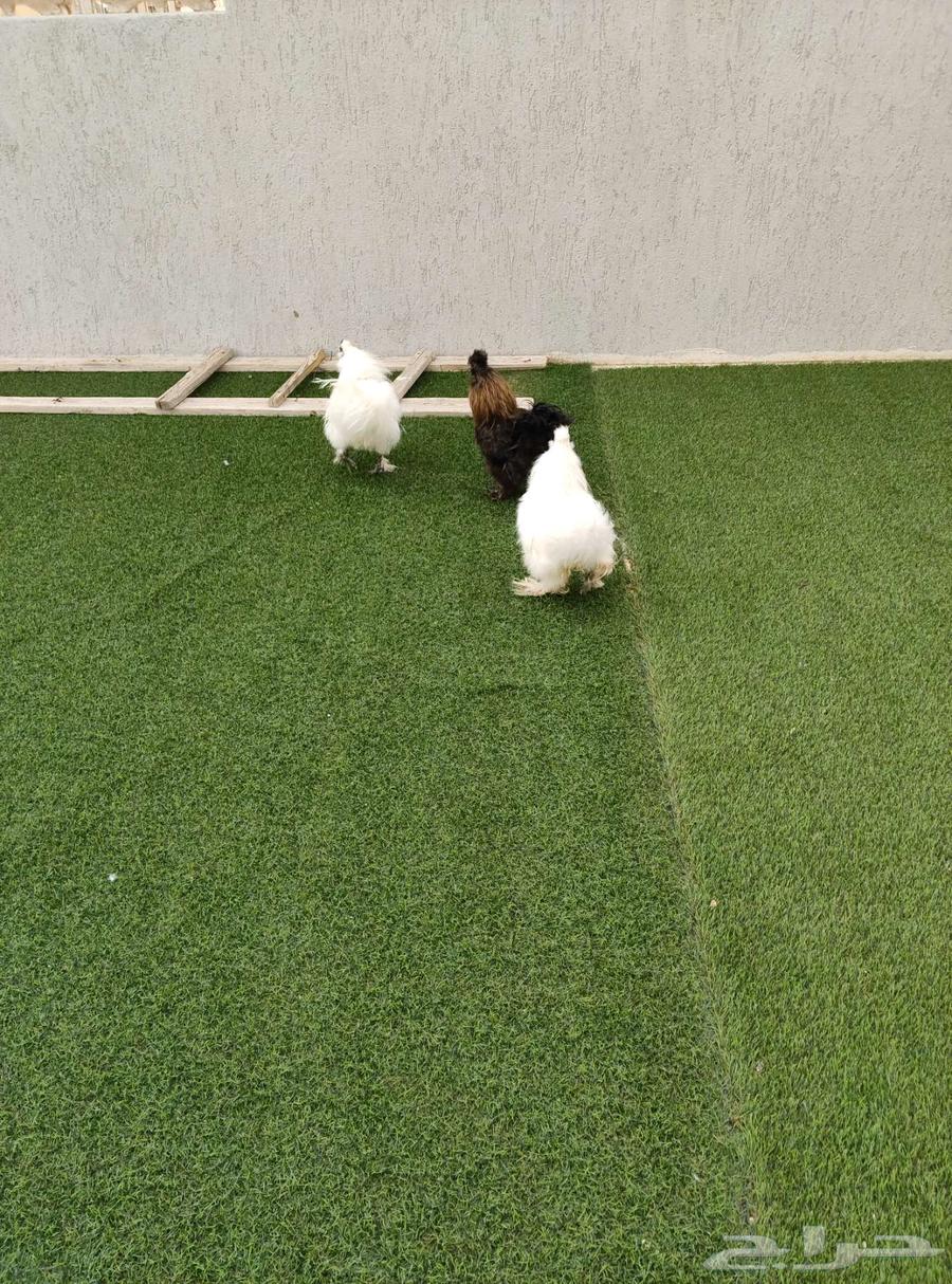 Three cotton roosters, two white and one black around the year64120869192961110