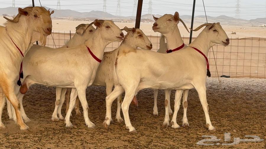 Goat Breeding Male Premium Category64104516674305112