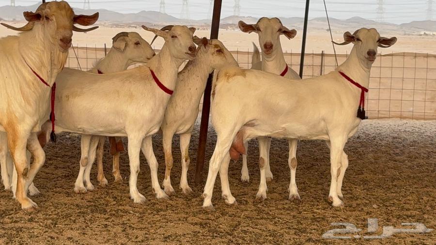 Goat Breeding Male Premium Category64104516674305111