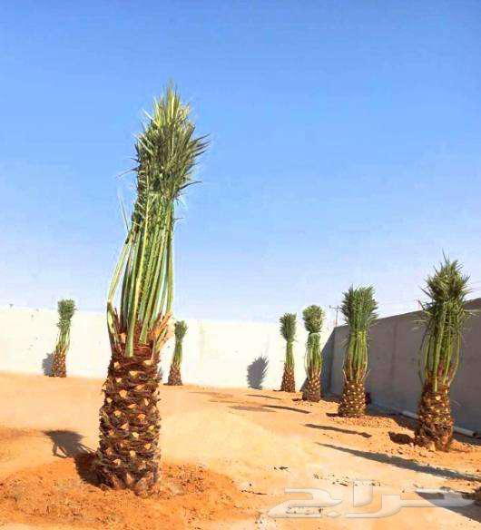 Washington Palm Trees, Washington Palms63615798720002111