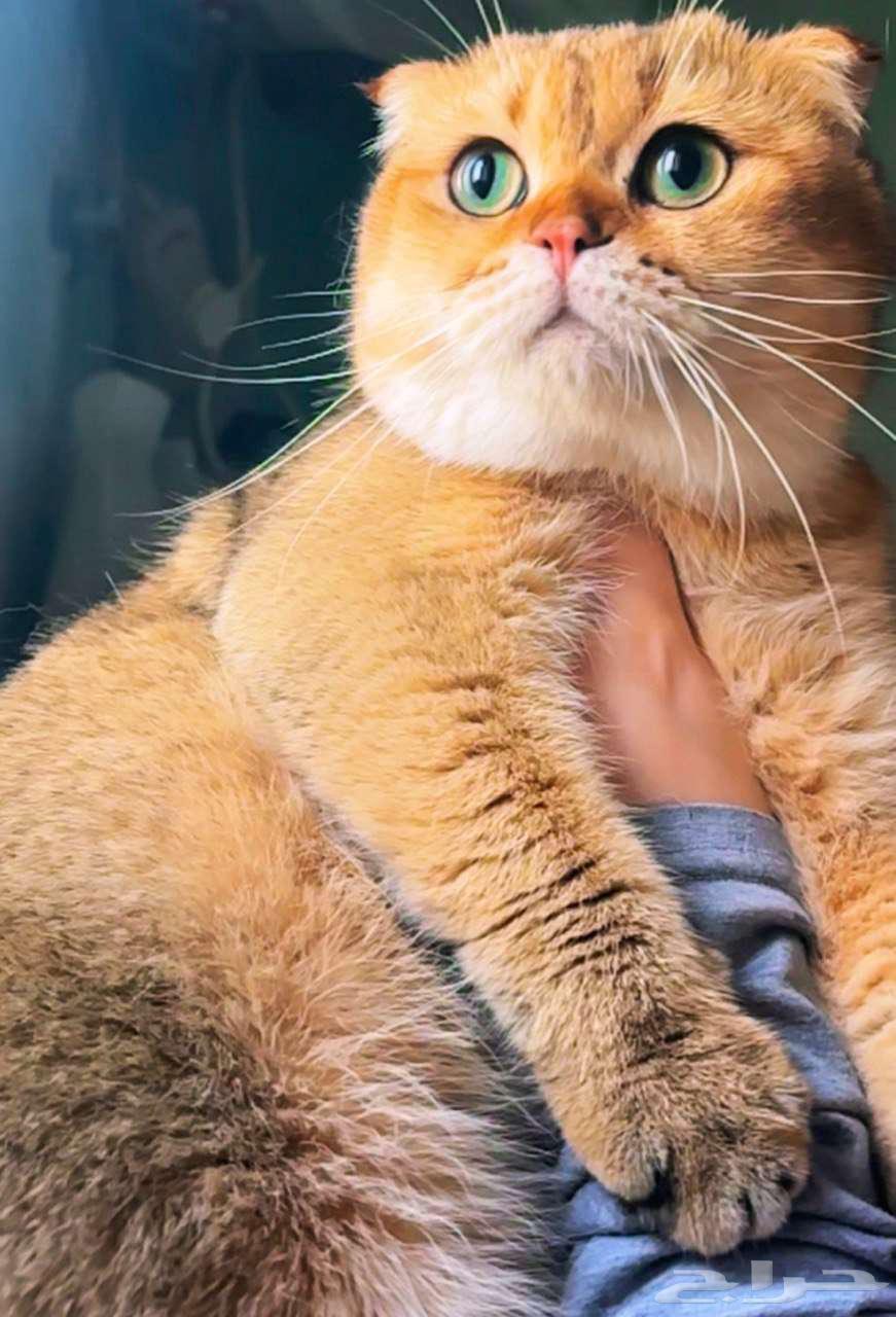 Male Scottish Triple Fold Pure for Breeding64146418966659110