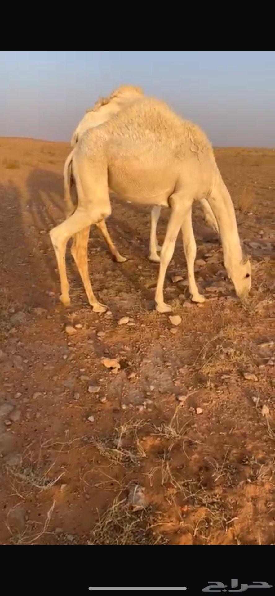 قعدان لبلع64146790787714113