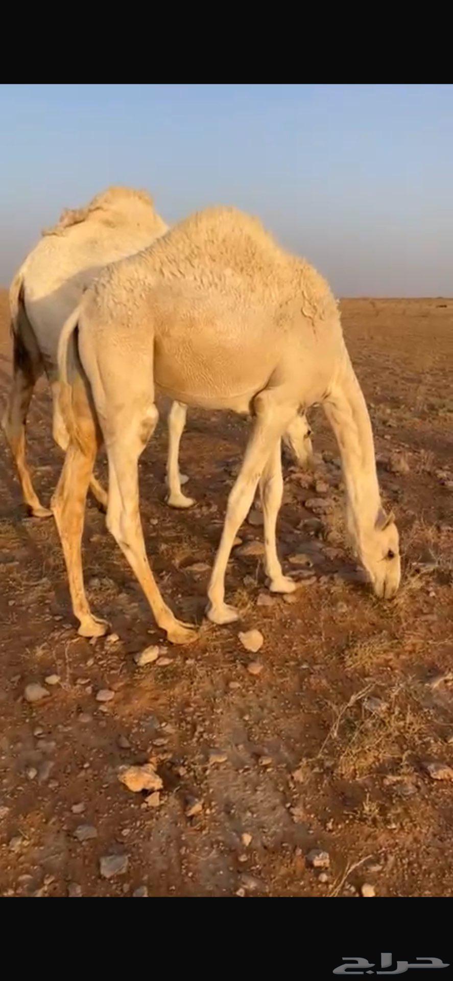 قعدان لبلع64146790787714112
