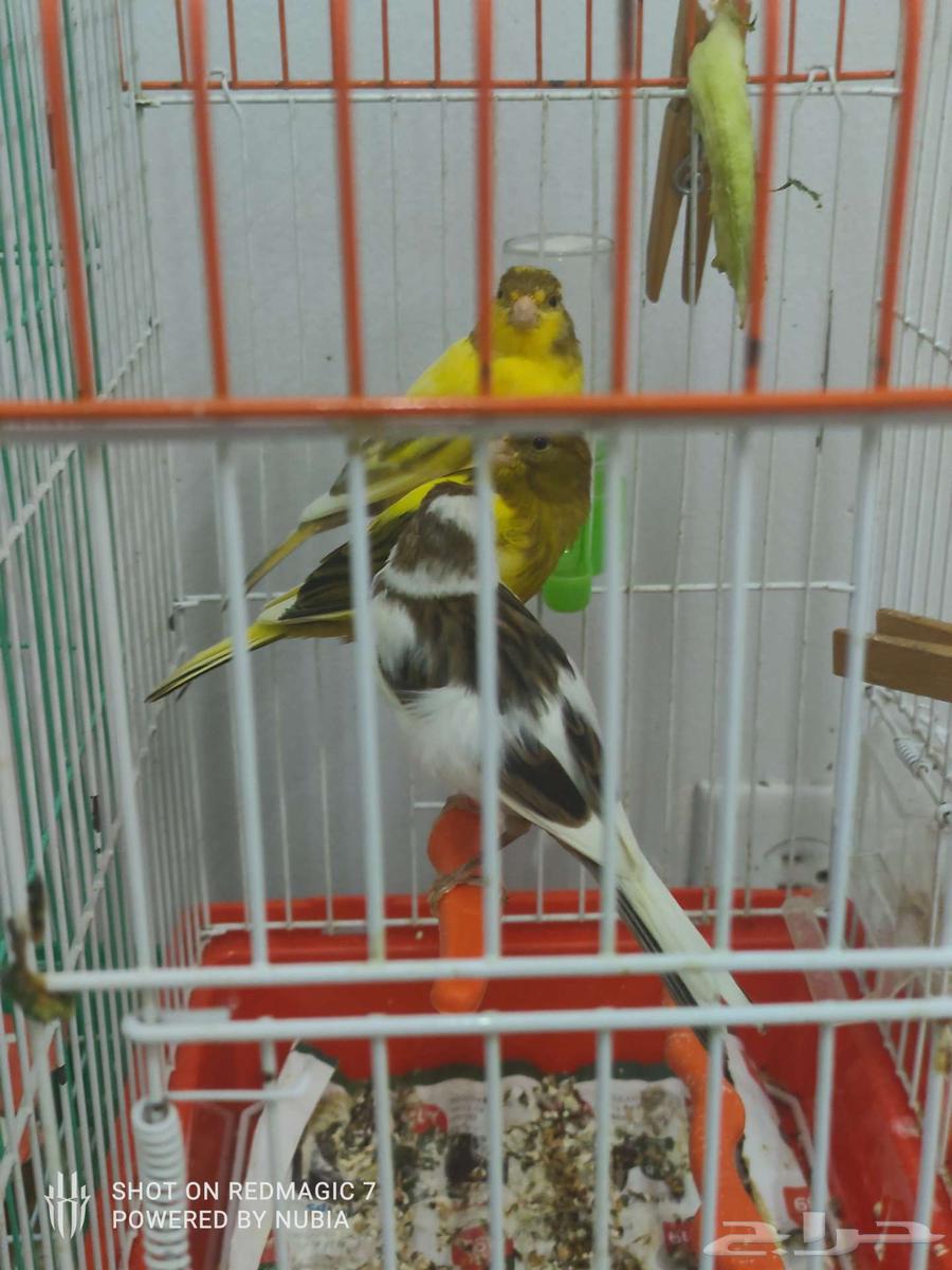 Canary64141913091841114