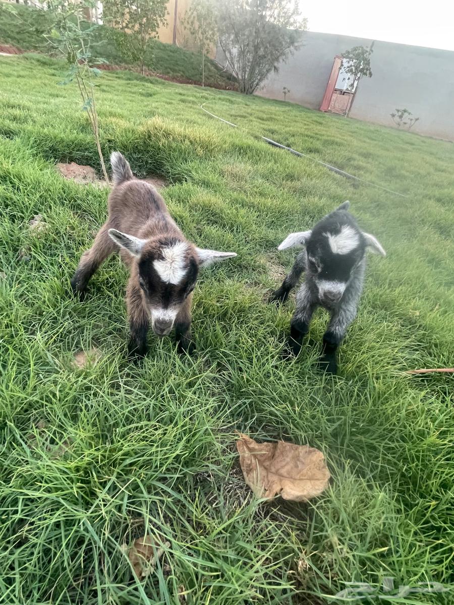Dwarf buck and doe for sale64365674247553111