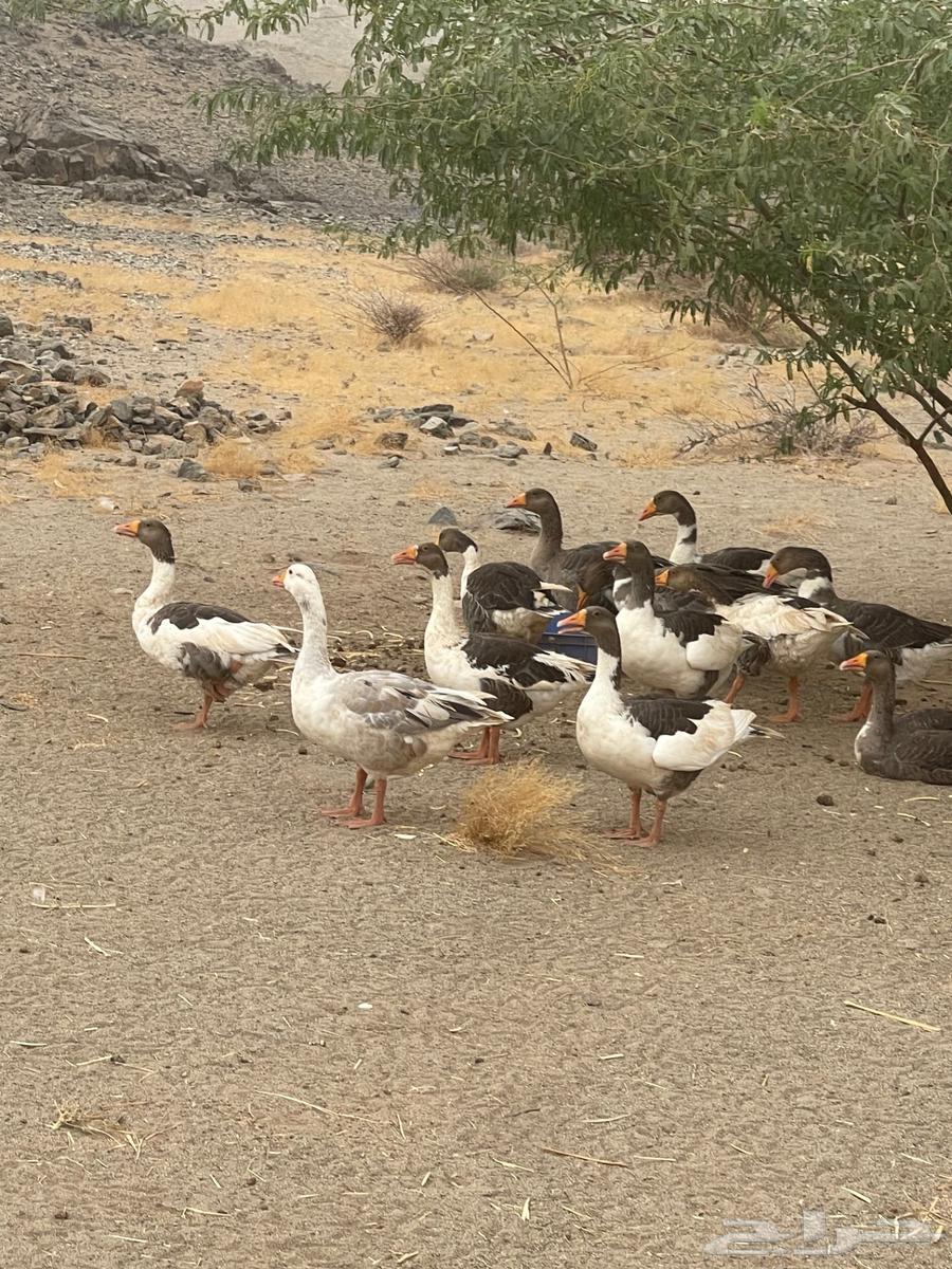 Geese for sale64141537487361110