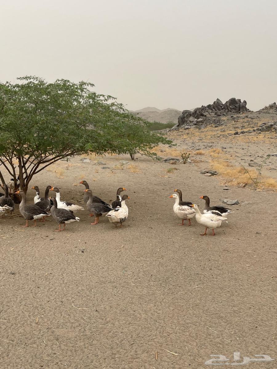 Geese for sale64141537487361114