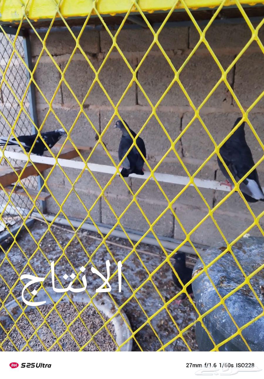 حمام قطايف للبيع64127103427201111