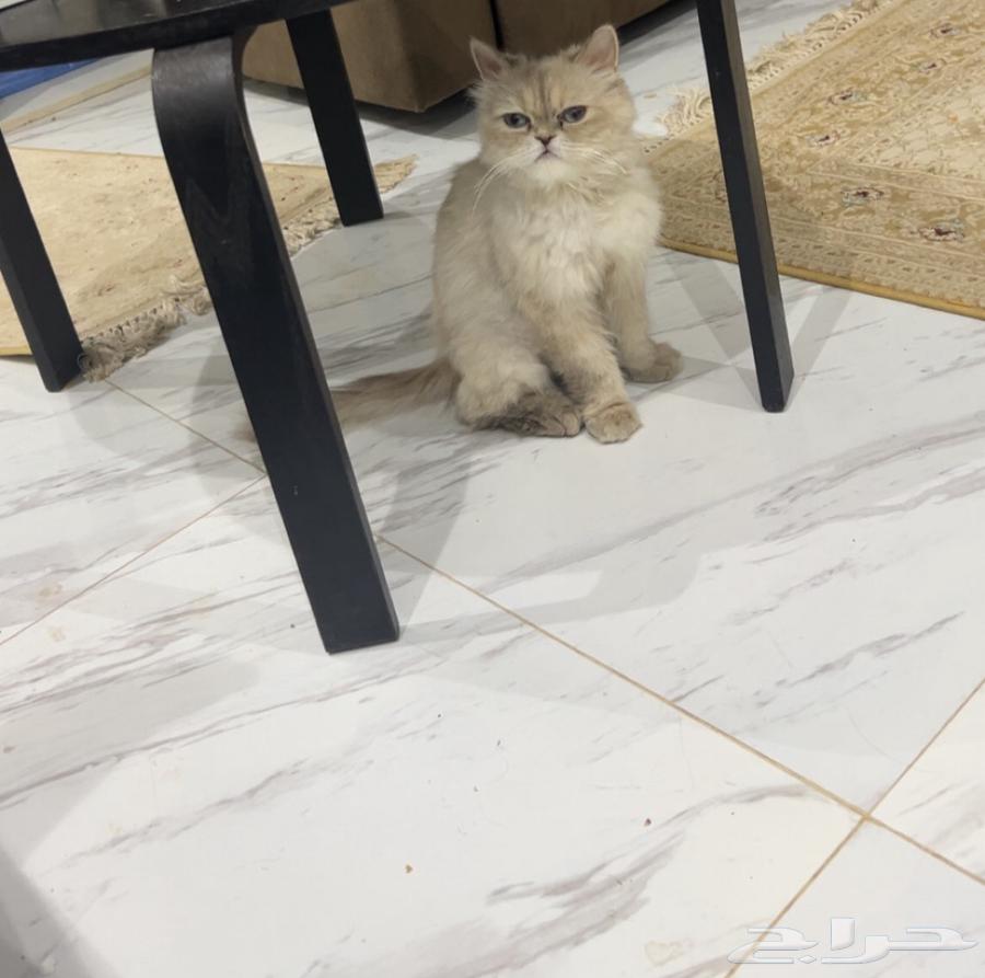 قطة هملايا للبيع64125479415170110