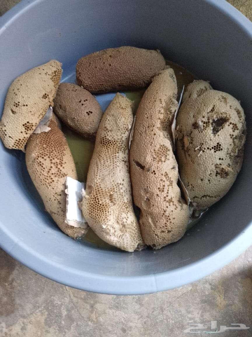 عسل بري حر. اليوم.64172394463619110