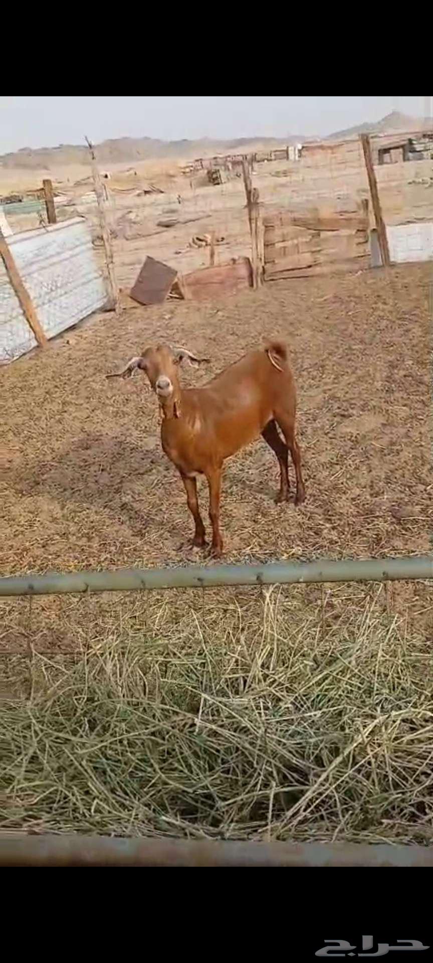 حايل شحم ونظيفة64176497152513112