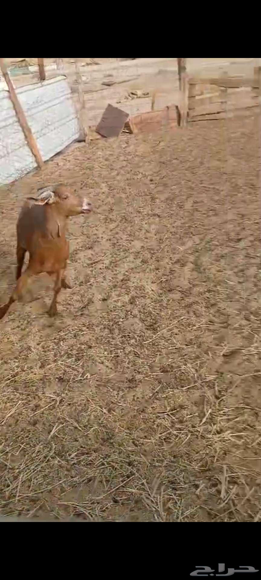 حايل شحم ونظيفة64176497152513110