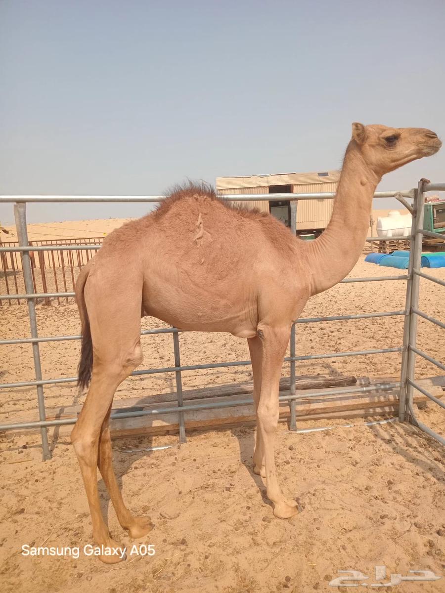 قعود للبيع بالجبيل السعر 425064162972660227110