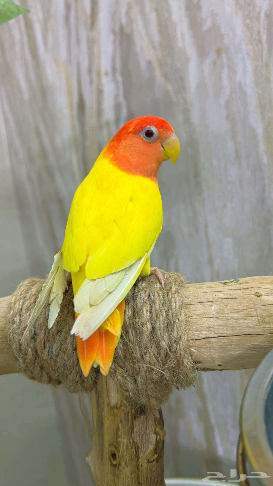 روز اليف64149331556097112