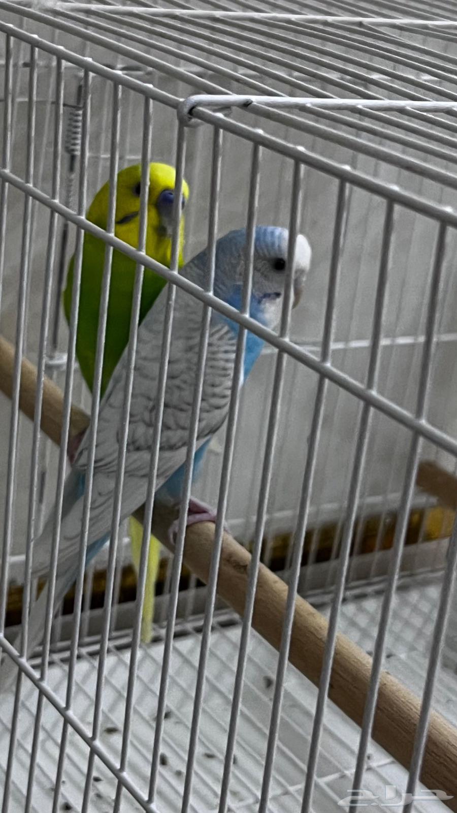 زوج بادجي امريكي64175296036995111
