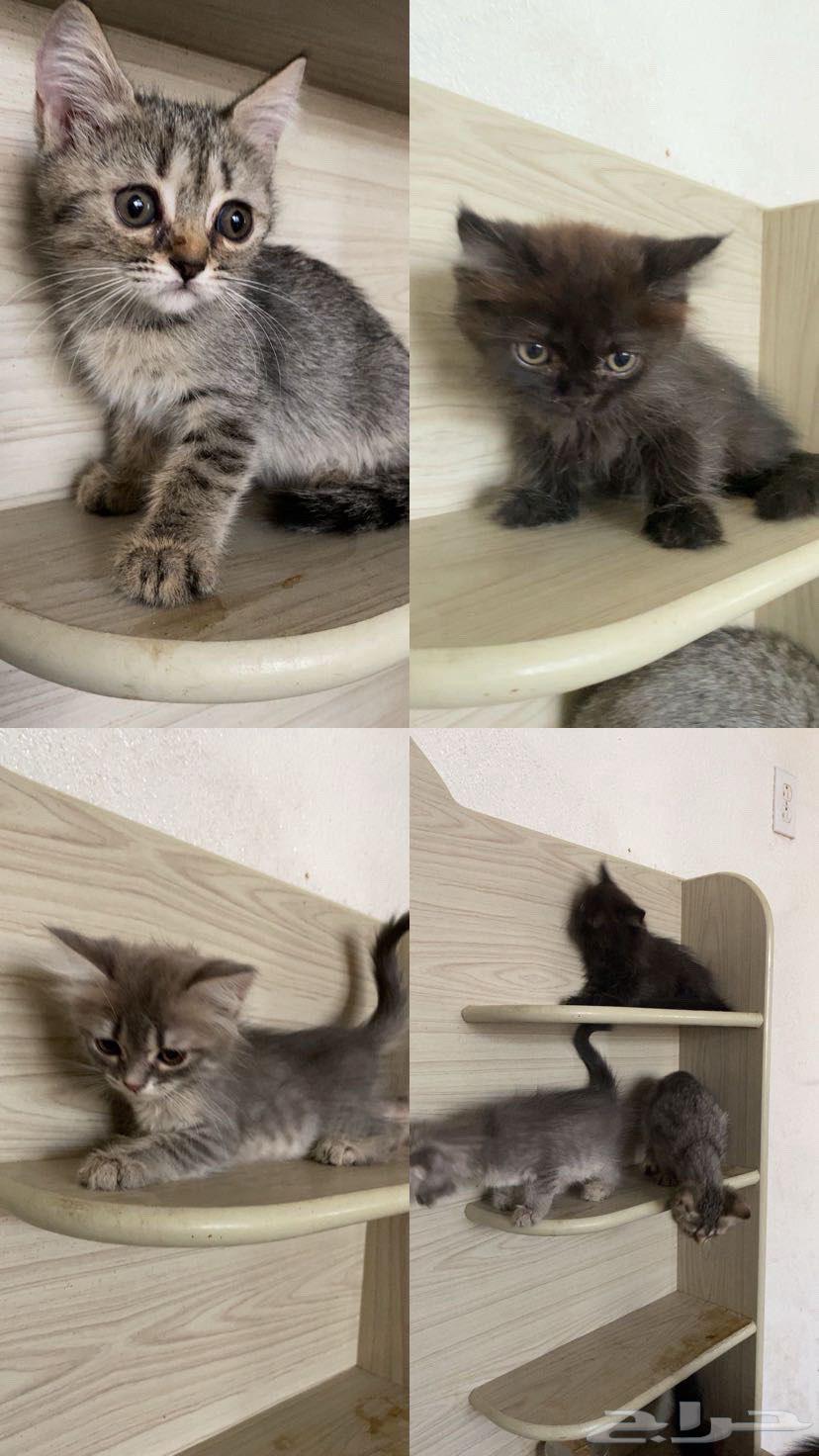 قطط صغيرة64191811062275111