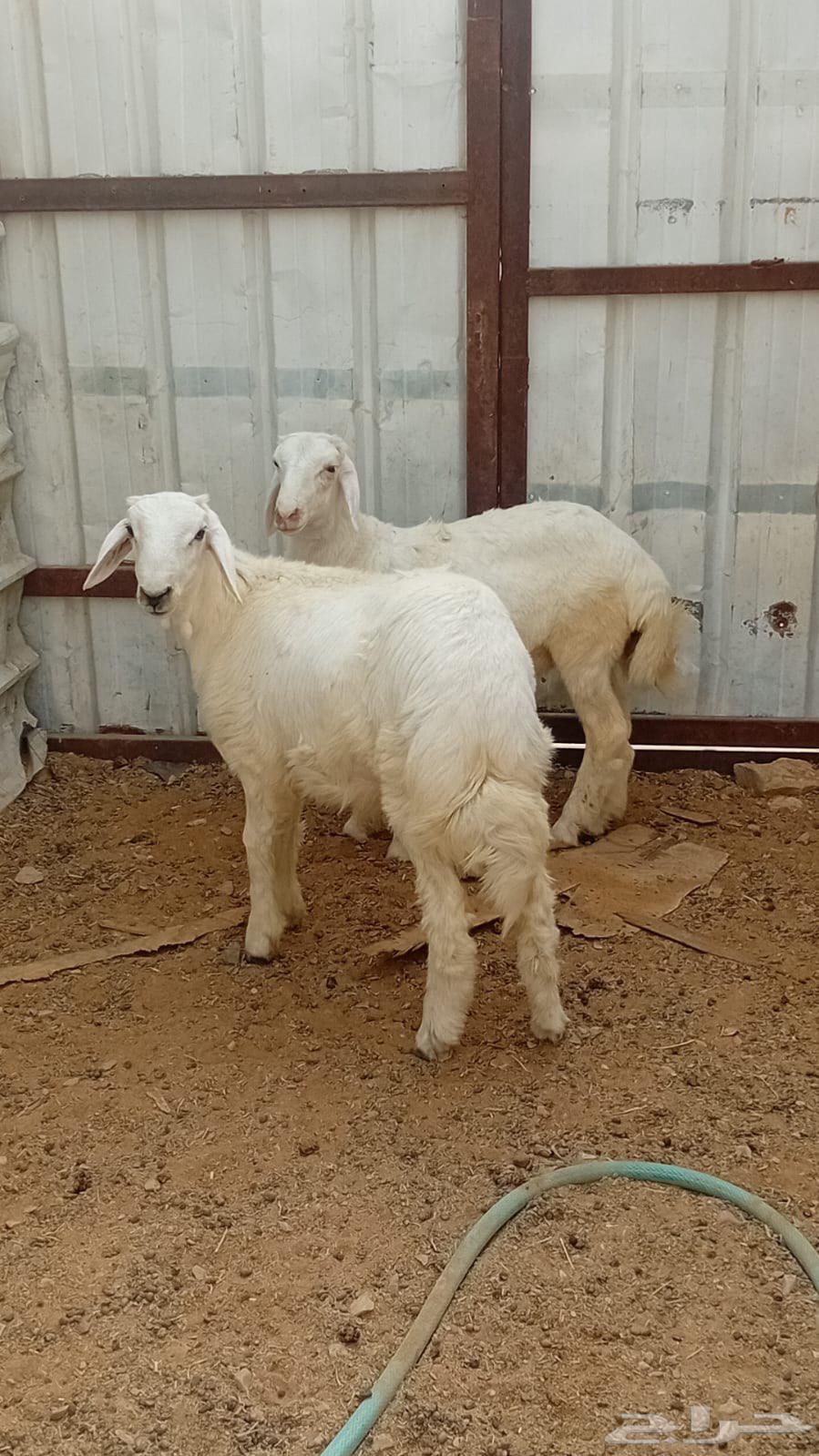 للبيع طليان حريات64180621310210112