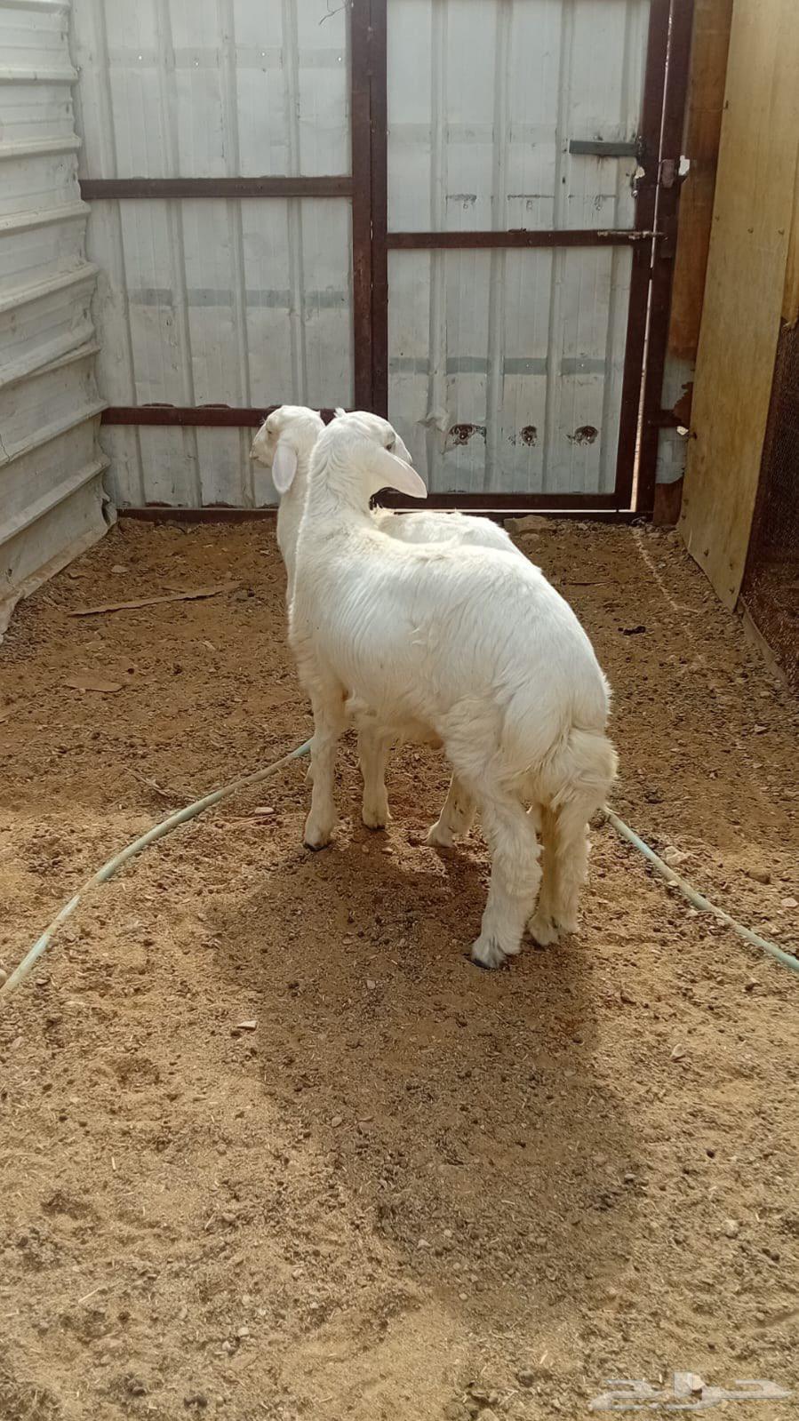 للبيع طليان حريات64180621310210111