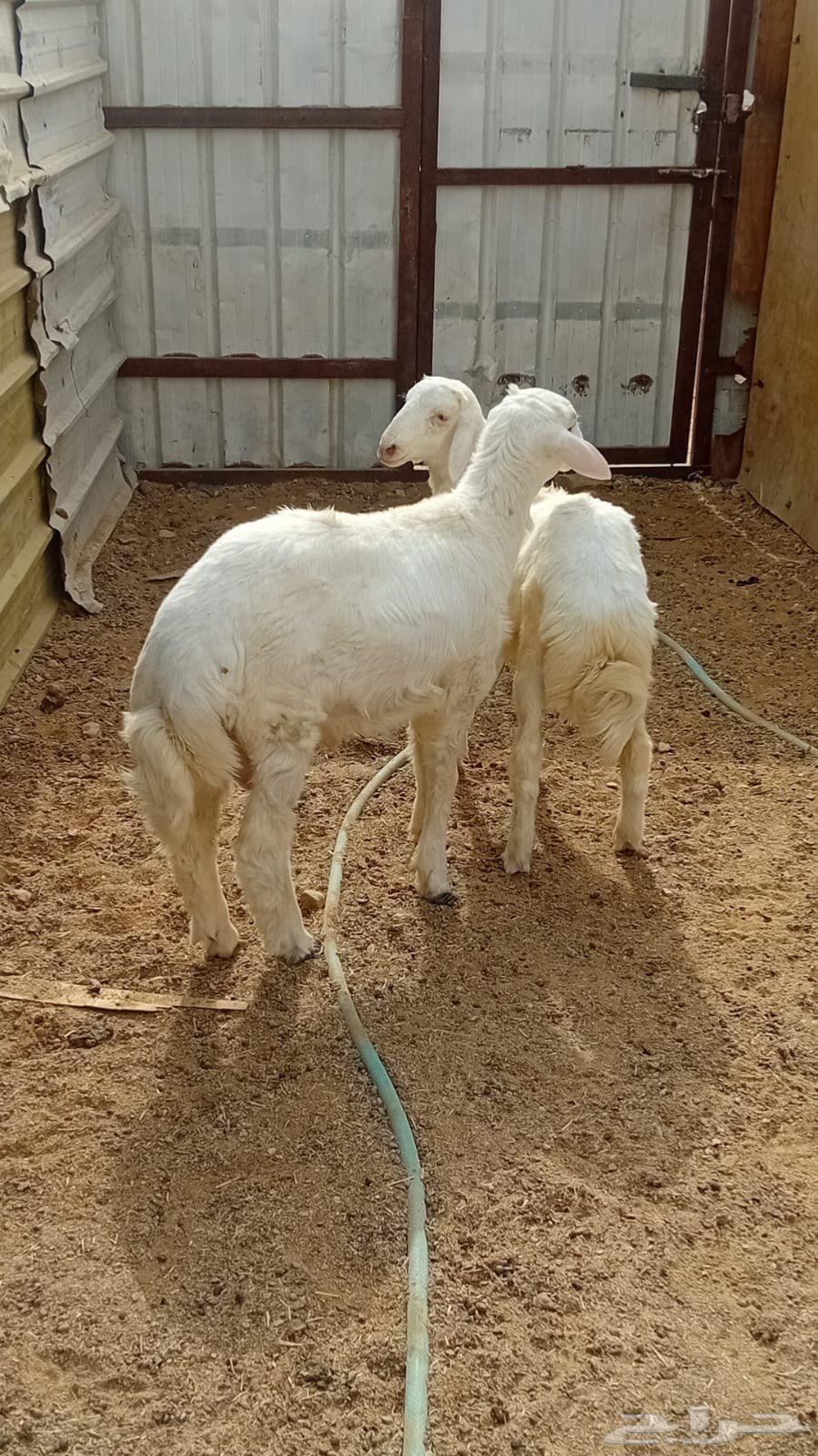 للبيع طليان حريات64180621310210110