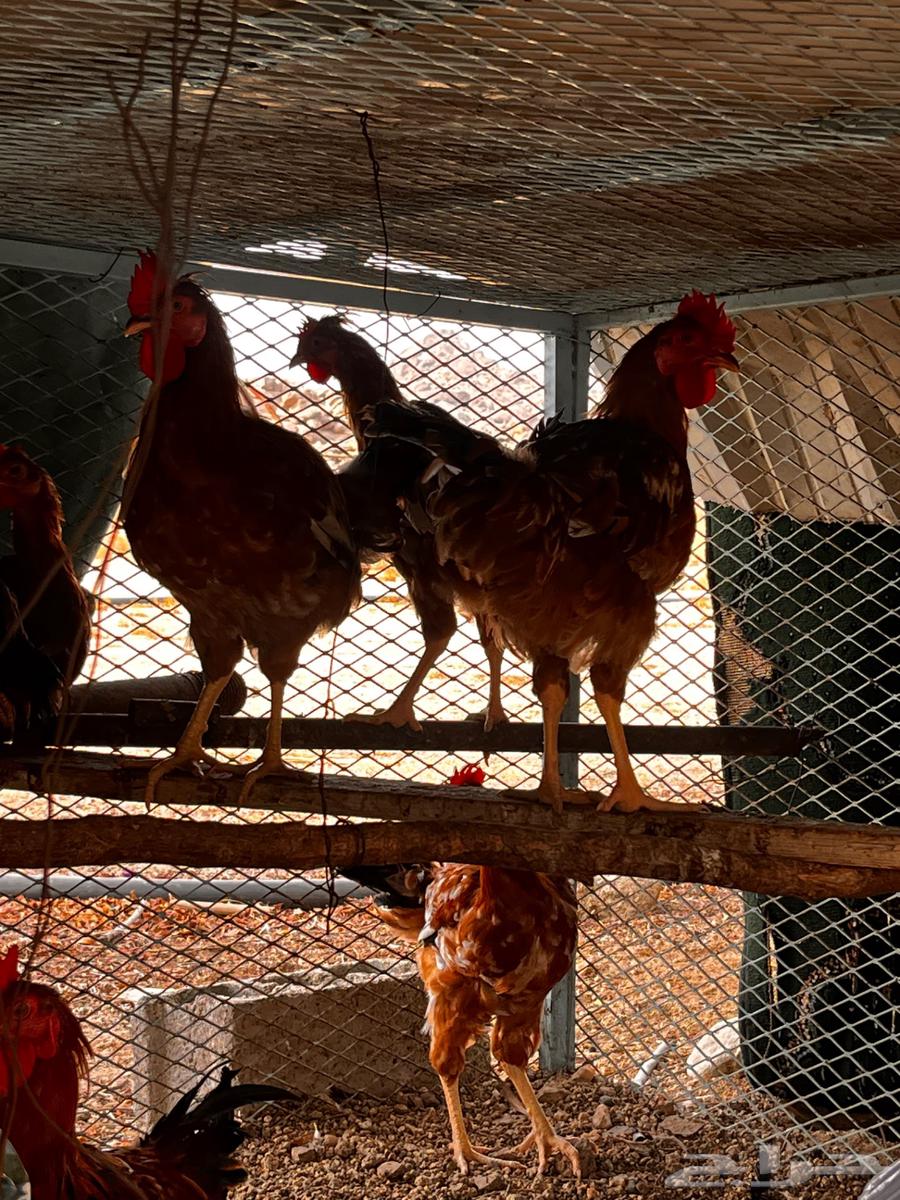 ديوك فرنسيه64184186197889110