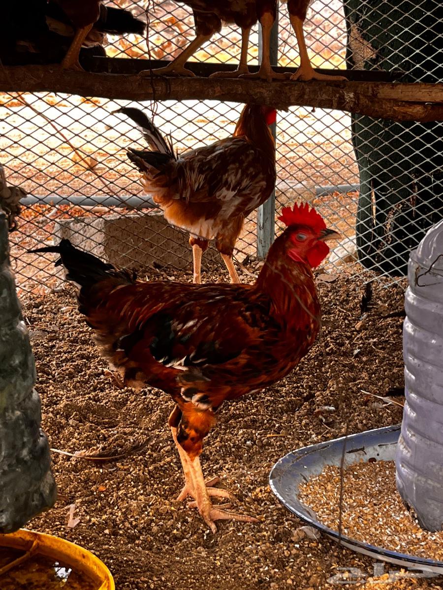 ديوك فرنسيه64184186197889112