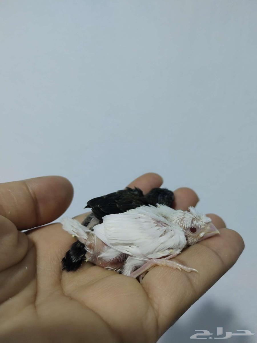 الطيور زينة64194912916227112